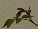 Hamadan rose photo