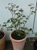 Hamadan rose photo