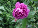 Séquier rose photo