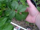 Rugosa #3 rose photo