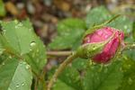 Hamadan rose photo