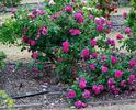 Duc de Cazes rose photo
