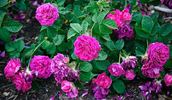 Duc de Cazes rose photo