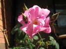 Bonavista rose photo
