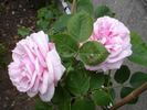 Madame Edmond Laporte rose photo