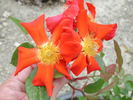 Diablo rose photo