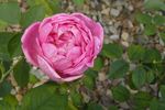 Hamadan rose photo