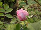 Hamadan rose photo
