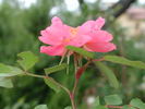 1-72-1DLFED10 rose photo