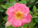 1-72-1DLFED10 rose photo
