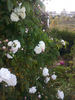 Aimée Vibert, Cl. rose photo