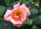 City Girl rose photo