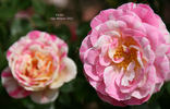Fiesta rose photo