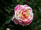 Fiesta rose photo