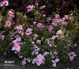 Bel Esprit rose photo