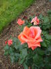 Royale Perfection rose photo