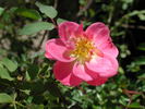 1-72-1DLFED10 rose photo