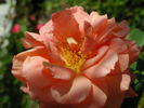 1-72-1DLFED4 rose photo