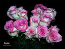 Rossini rose photo