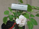 Natasha Monet rose photo