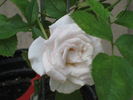 Natasha Monet rose photo