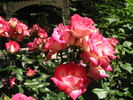 Suni ® rose photo