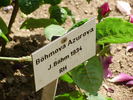 Böhmová Azurová rose photo