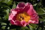 Sugar 'n Spice peony photo