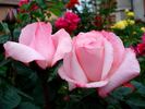 Versailles ® rose photo