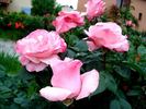 Versailles ® rose photo