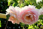 Flore rose photo