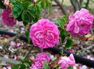 Catherine de Würtemberg rose photo