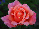 Diane de Broglie rose photo