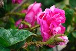 Catherine de Würtemberg rose photo