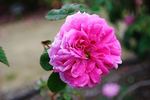 Eugène Verdier rose photo