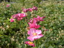 DayDream ™ rose photo