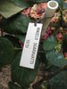Angelo Sgaravatti rose photo