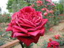 Angelo Sgaravatti rose photo