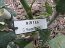 Ninfea rose photo