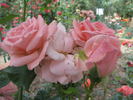 Ninfea rose photo