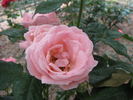 Ninfea rose photo