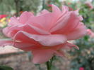 Ninfea rose photo