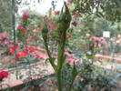 Ninfea rose photo