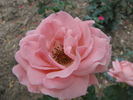 Ninfea rose photo