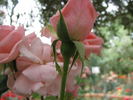 Ninfea rose photo