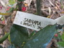 Saonara rose photo