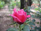 Saonara rose photo
