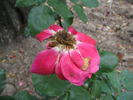 Saonara rose photo