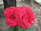 Saonara rose photo