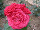 Saonara rose photo